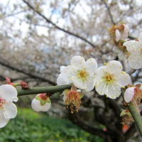 Plum Blossom