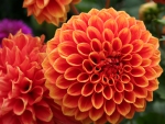 Dahlia
