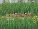 Ducks In Marsh