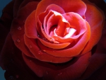 Glowing Rose