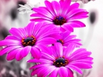 Pink daisies