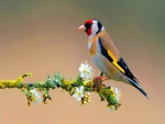 Goldfinch