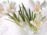 Snowdrops Ice