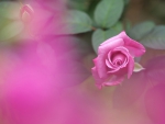 Pink Rose