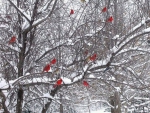 Flock-Of-Cardinals