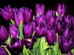 Purple Tulips For Dreamer-Girl