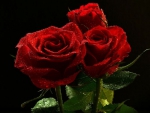 Passion Roses