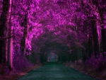 Beautiful path