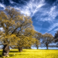trees on a wonderful grassy hill hdr