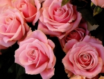 Pink Roses