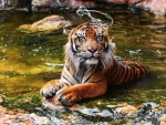 Bathing Tiger