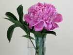 â™¥  Single Peony