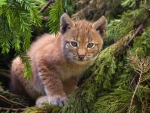 Lynx Cub