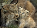 Lynx Mother and Cub