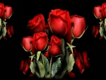 bunch of red roses