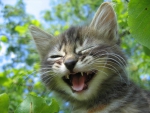 Cute Laughing Cat :)