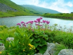 Lake flowers