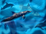*** Dolphins ***