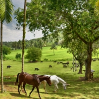 Brown and Gray horse in pasture