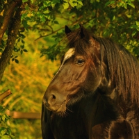 Black Horse