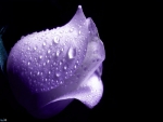 wet-purple-rose