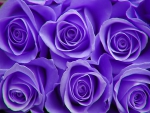 Purple roses