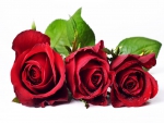 red roses 4u