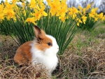 spring bunny