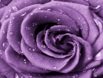 Purple rose