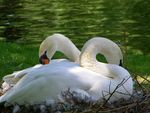 Swan Pair