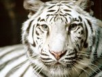 Albino Tiger