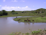 Horses at the River on Fidschi