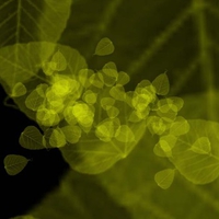 Leafy Explosion in Black