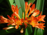 Clivia Miniata