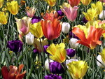 Multi-coloured Tulips