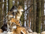 The pack