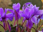 Lavender Cyclamen