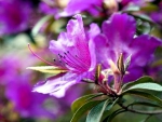 Mauve azalea