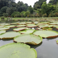Bogor Botanical Garden