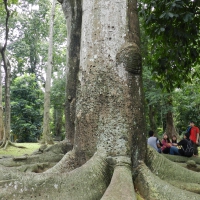 Trees at Bogor Botanical garden