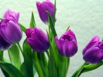 Purple Tulips