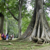 Tree at Bogor Botanical Garden