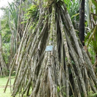 Trees at Bogor Botanical Garden