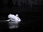 Solitary swan
