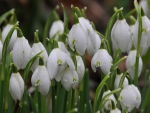 Snowdrops
