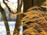 Glowing Grasses in Winter