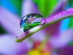 World in a Dew Drop
