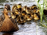 Duck Family