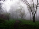 Forest Path on a Misty Morning