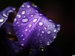 dew_on_purple_petals